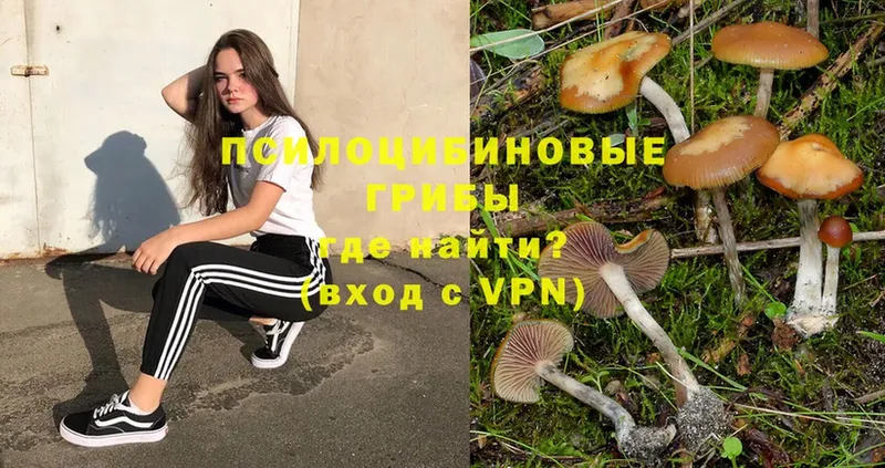 Галлюциногенные грибы Psilocybe  магазин    Губаха 