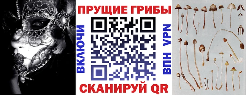 где продают   Губаха  Псилоцибиновые грибы Psilocybine cubensis 